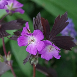 Geranium 'Stormy Night'