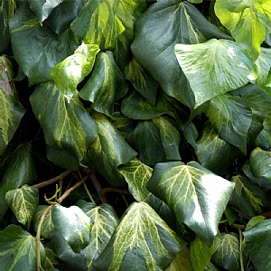 Hedera colchica 'Sulphur Heart'