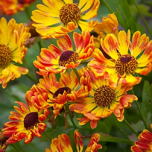 Helenium autumnale 'Fuego'