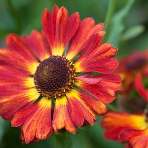 Helenium autumnale 'Salsa'