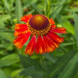 Helenium 'Moerheim Beauty'