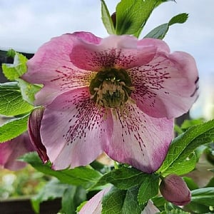 Helleborus 'ViV Celestina'