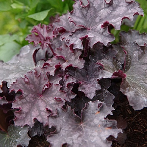 Heuchera 'Black Knight'