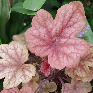 Heucherella 'Buttered Rum'