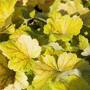 Heuchera 'Electra'