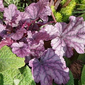 Heuchera 'Frosty Night'