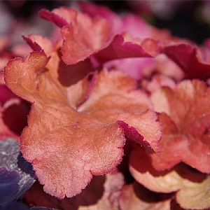 Heuchera 'Indian Summer Cranberry'