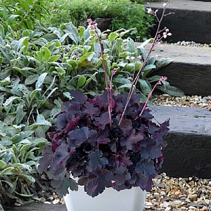 Heuchera 'Little Cutie Coco'