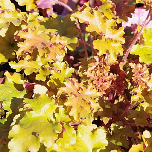 Heuchera 'Marmalade'