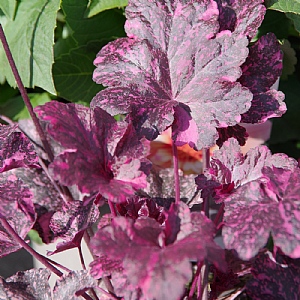 Heuchera 'Midnight Rose'