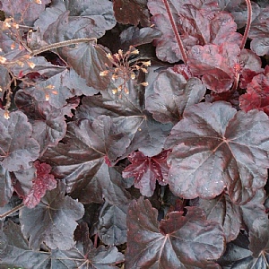 Heuchera 'Obsidian'