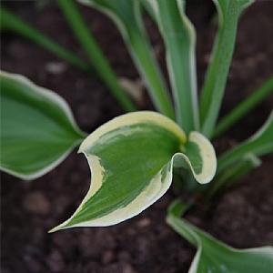 Hosta 'Liberty'