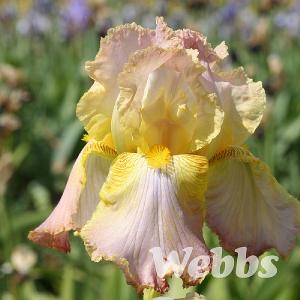 Iris 'Chantilly'