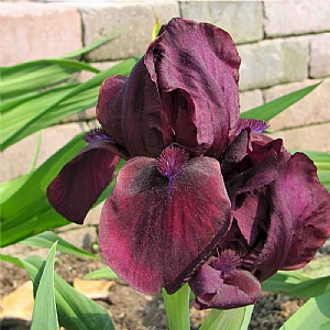 Iris 'Cherry Garden' 