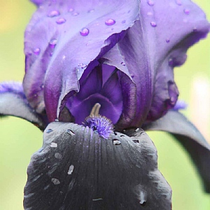 Iris 'Deep Black'