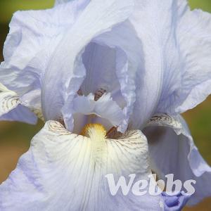 Iris 'Hariette Halloway'