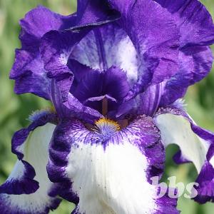 Iris 'Stepping Out'