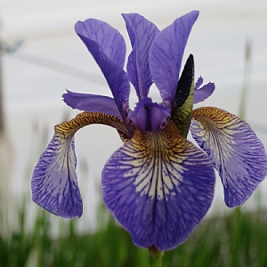 Iris sibirica 'Tropic Night'