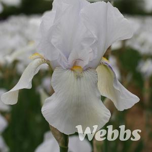 Iris 'White City'