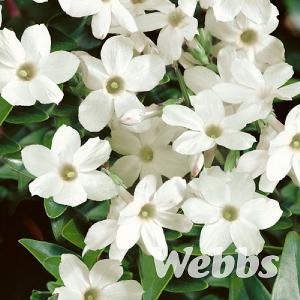 Jasminum officinale