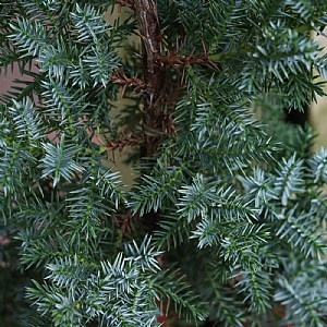 Juniperus chinensis 'Blue Alps'