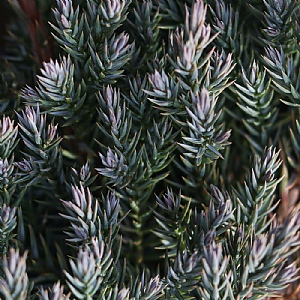 Juniperus horizontalis 'Blue Chip'