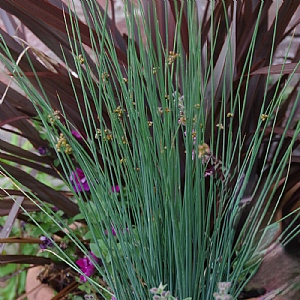 Juncus 'Blue Dart'