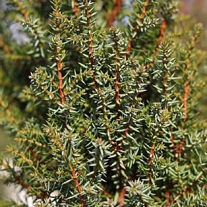 Juniperus communis 'Compressa'