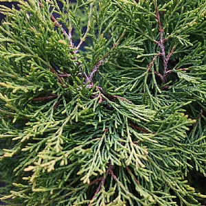 Juniperus x pfitzeriana 'Golden Joy'