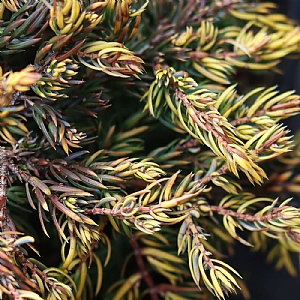 Juniperus communis 'Goldschatz'