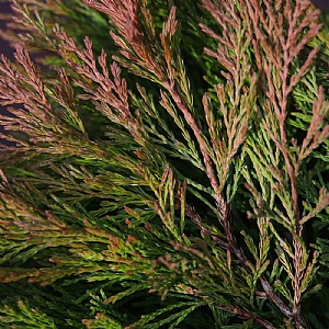 Juniperus horizontalis 'Lime Glow'