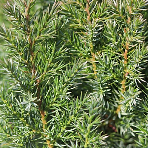 Juniperus chinensis 'Pyramidalis'