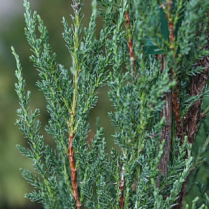 Juniperus scopulorum 'Blue Arrow'