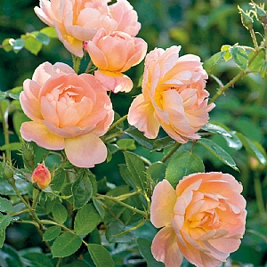 The Lark Ascending English Shrub Rose