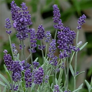 Lavandula angustifolia 'Ardeche Blue'