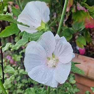 Lavatera 'Cherry Blush'