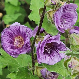 Lavatera 'Lilia Twirl'