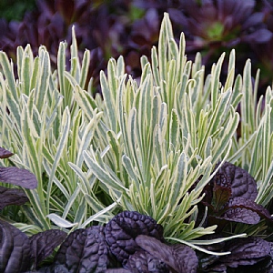 Lavandula angustifolia 'Platinum Blonde'