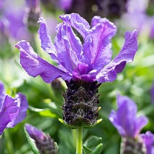 Lavandula 'Purple Supreme'