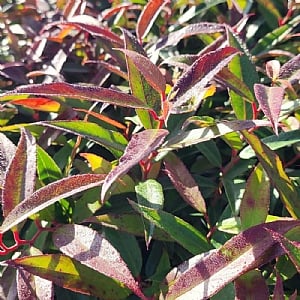 Leucothoe keiskei 'Burning Love'