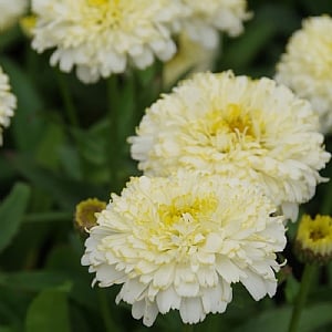 Leucanthemum 'Luna'