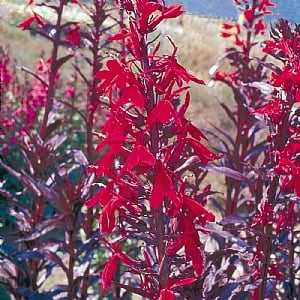 Lobelia 'Queen Victoria'