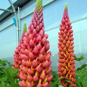 Lupin 'Towering Inferno'