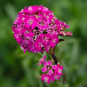Lychnis 'Cherry Bubbles'