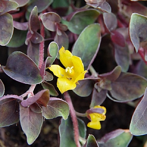 Lysimachia congestifolia 'Persian Chocolate'