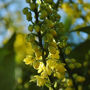 Mahonia x media 'Charity'