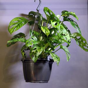 Monstera 'Monkey Leaf' Hanging