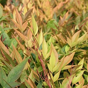 Nandina domestica 'Gulf Stream'