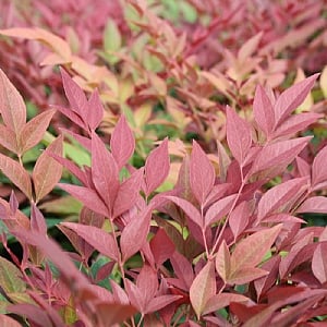 Nandina domestica 'Obsessed'