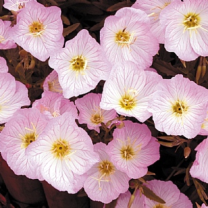 Oenothera speciosa 'Siskiyou'